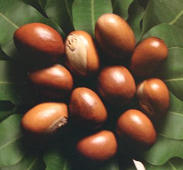 Close-up of brown shea kernels, Northern Ghana