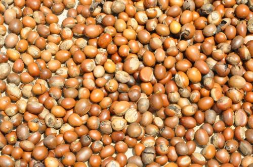 Close-up texture of dried shea nuts before processing, Northern Ghana