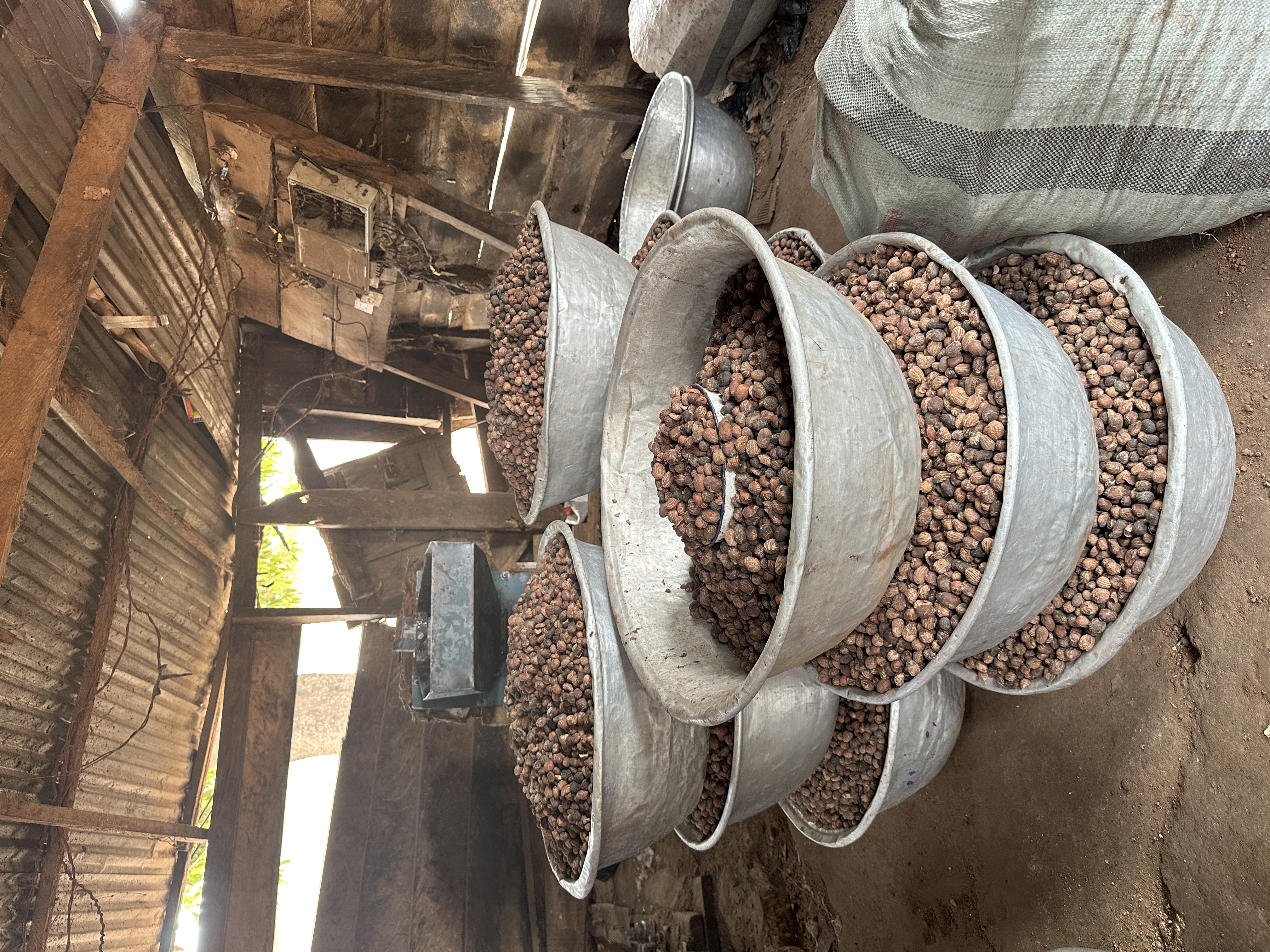 Stacked basins of shea kernels at a processing workshop, Northern Ghana